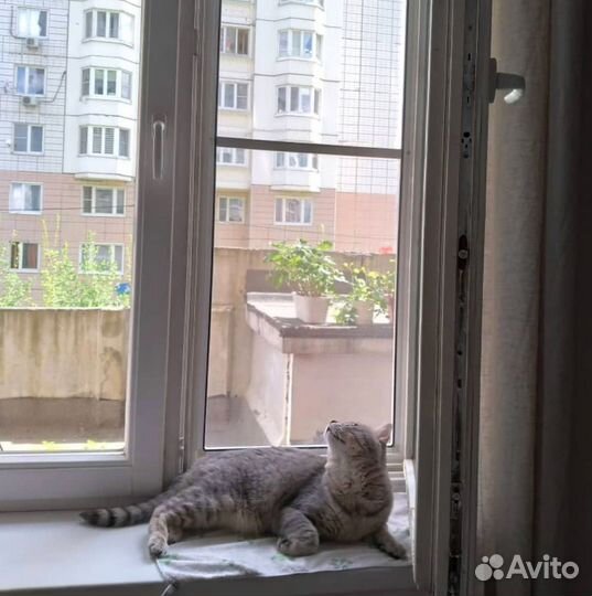 Москитная сетка Антикошка