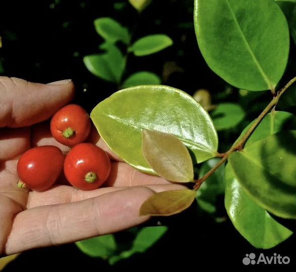 Евгения Рейнвардтиана