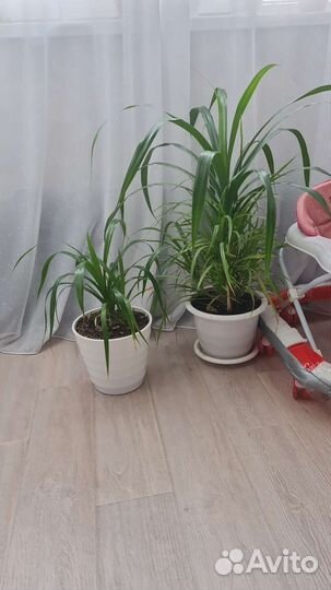 Пальма панданус