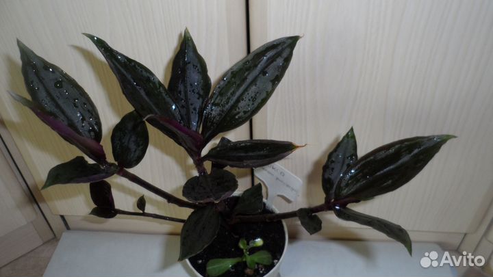 Традесканции сортовые