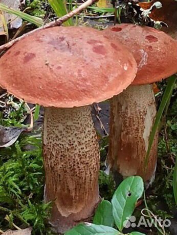 Грибы в ассортименте