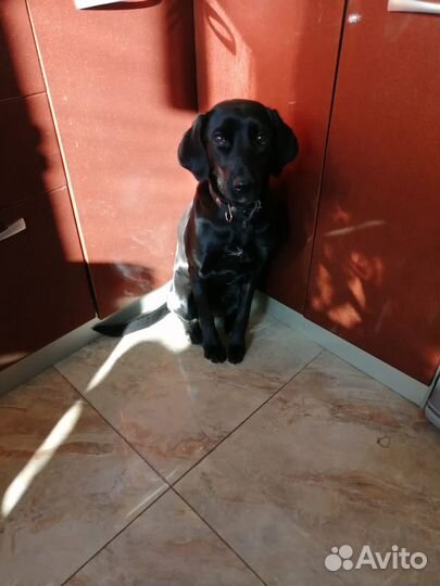 Собака в дар