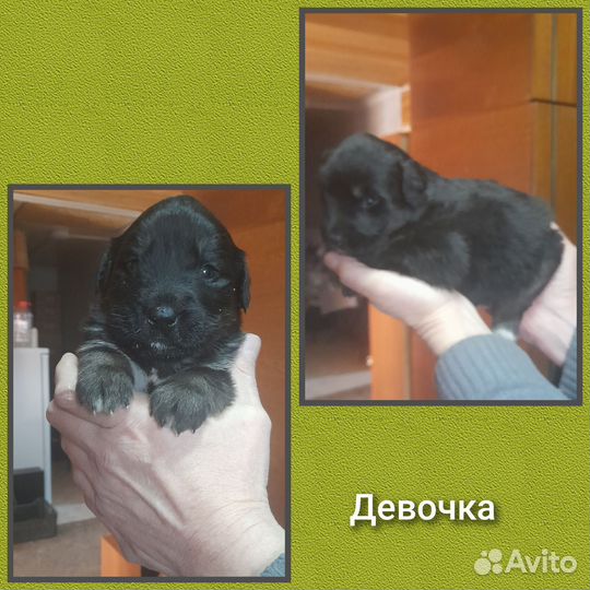 Тибетский мастиф щенки