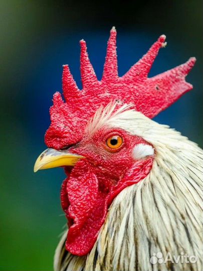 Продаются петухи молодые 4 мес