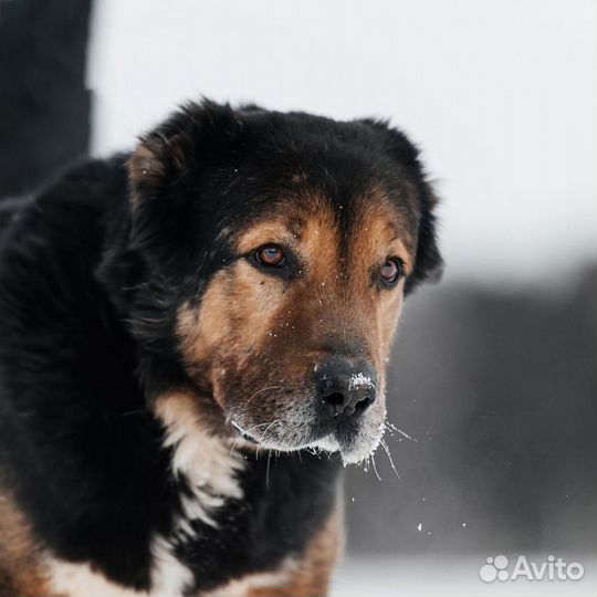 Алабай ищет дом