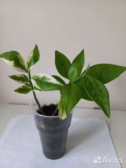 Педилантус