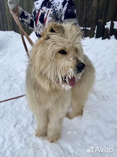 Собака Арго