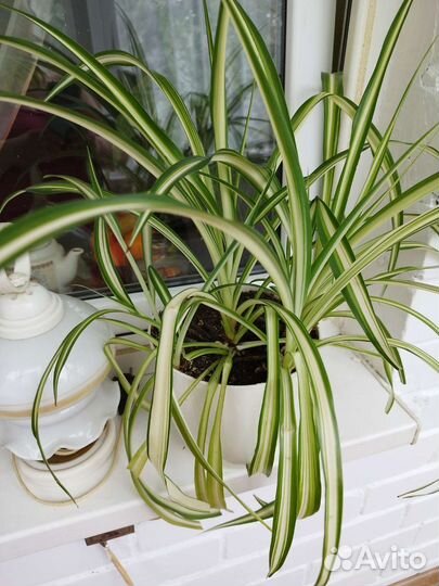 Комнатные цветы