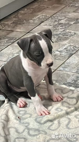 Стаффордширский терьер
