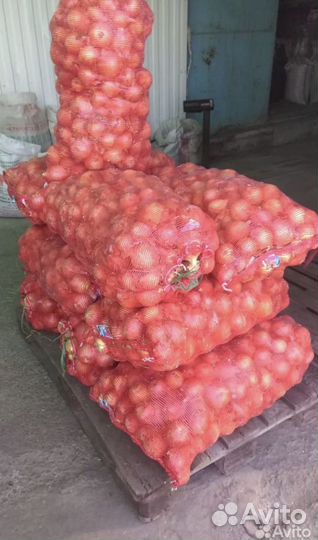 Лук репчатый