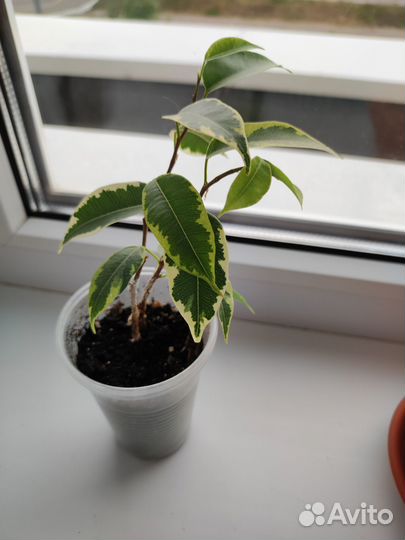 Фикус бенджамина