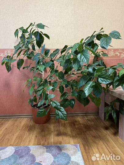 Гибискус китайская роза