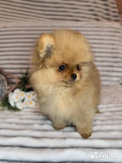 Померанский шпиц