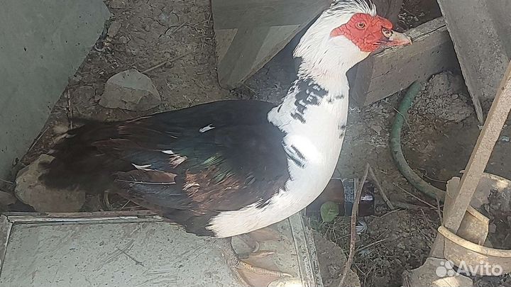 Индоутка самцы и самки,утята
