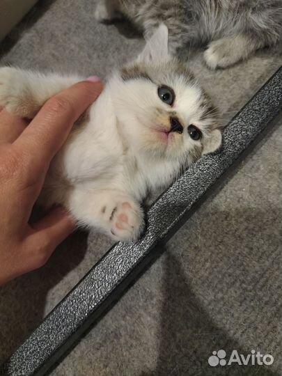 Котеночек