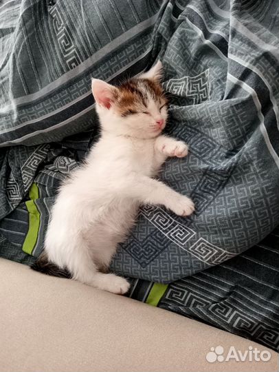 Кот бесплатно