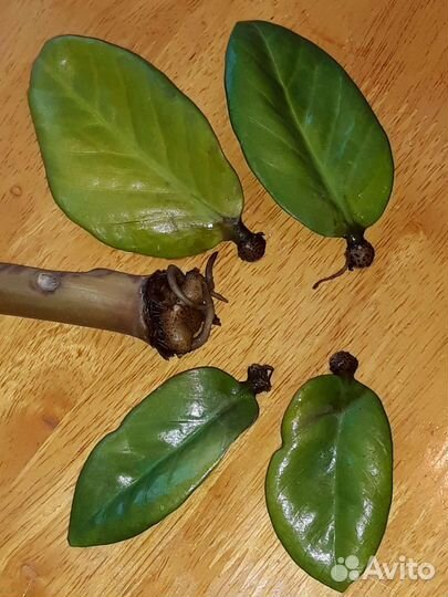 Замиокулькас (долларовое дерево)