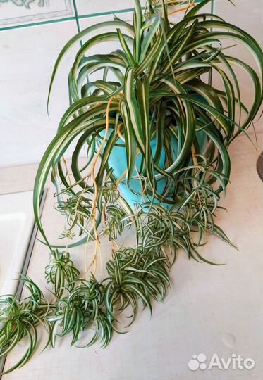 Хлорофитум кудрявый