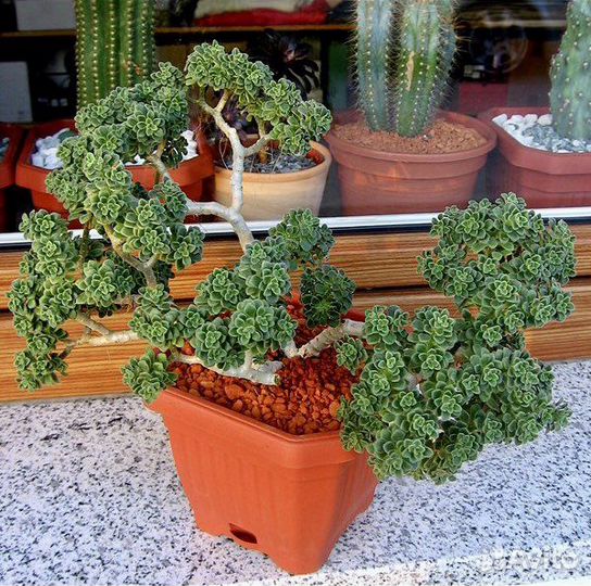 Дерево любви 