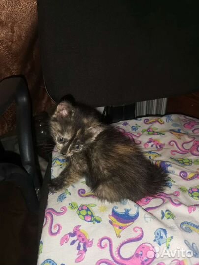 Отдам бесплатно котят девочки