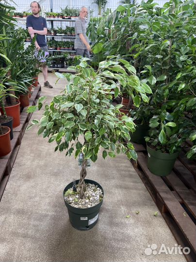 Фикус бенджамина