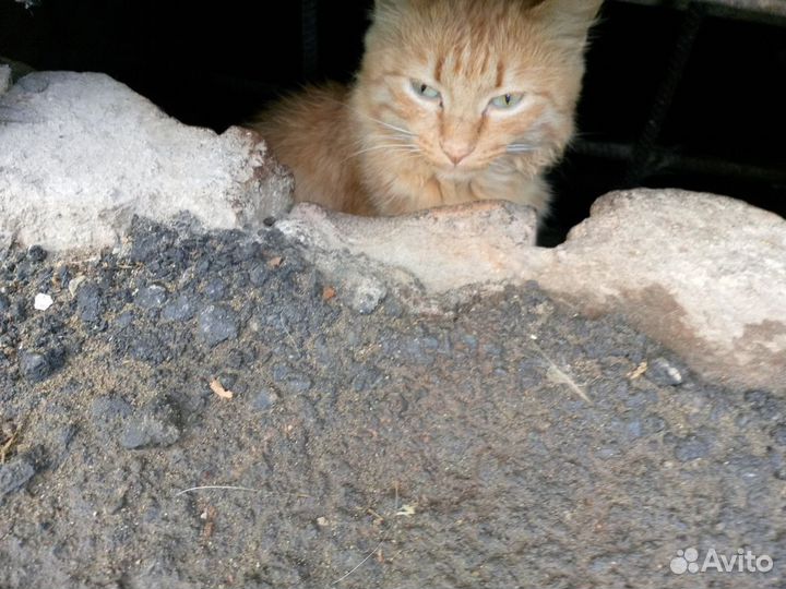 Коты бесплатно