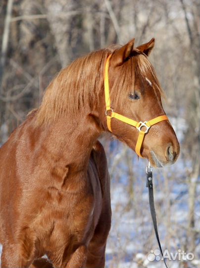 Продажа уэльского пони сектор Б