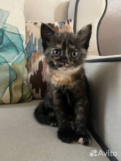 Британские котята