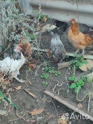 Куры помесь бентамки и китайской шелковой