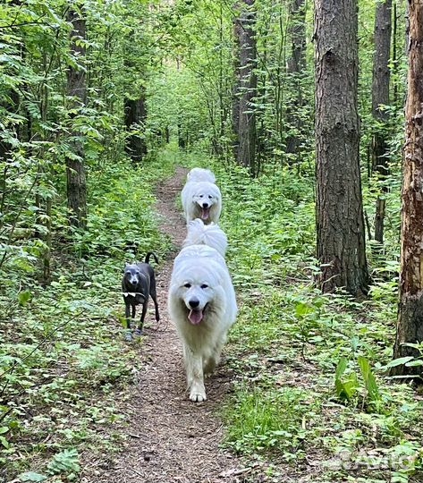 Собачья шерсть