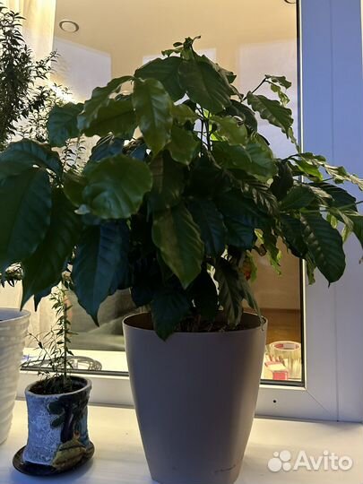 Комнатное растение