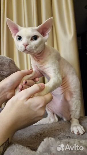 Котики в дар