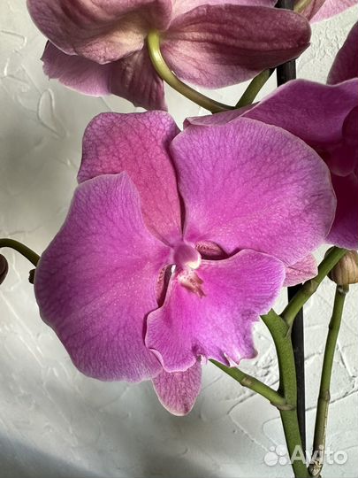 Орхидея фаленопсис биг лип новый сорт