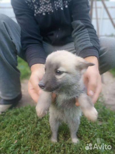 Щенки метисы Хаски