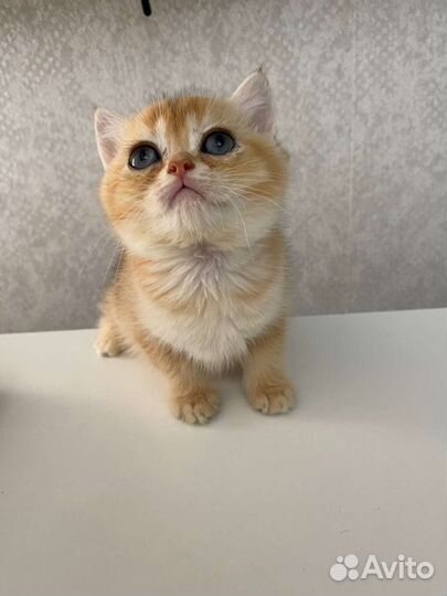 Котята золотистые шиншилла