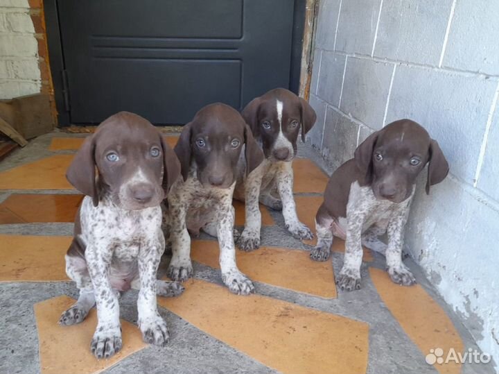 Щенки курцхаара