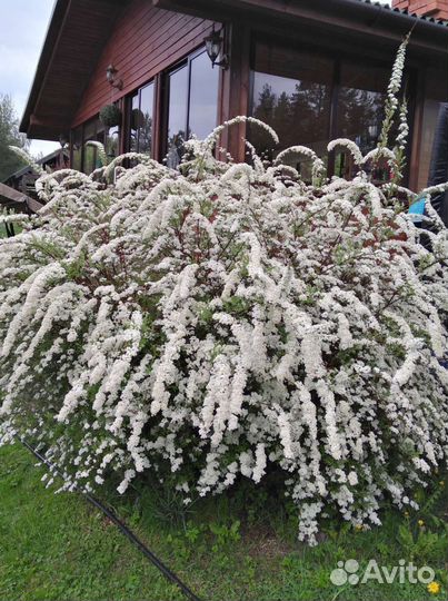 Спирея Грефшайм