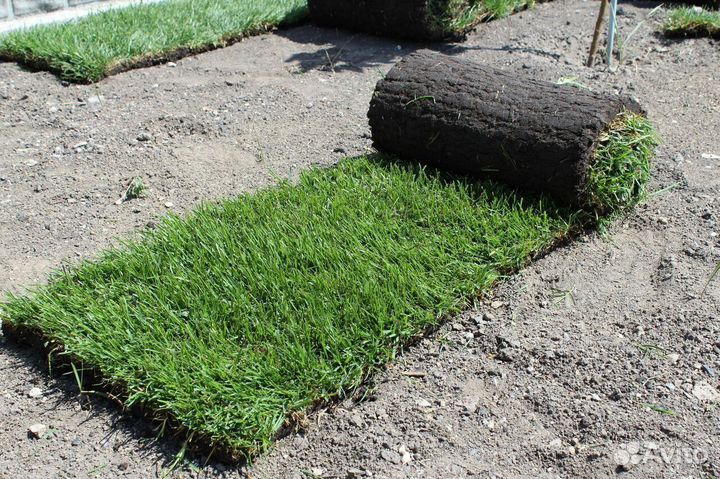 Рулонный газон