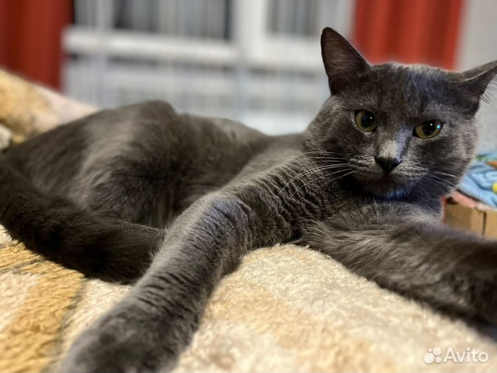 Кот русская голубая