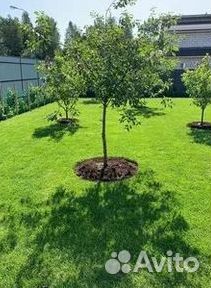 Укладка газона