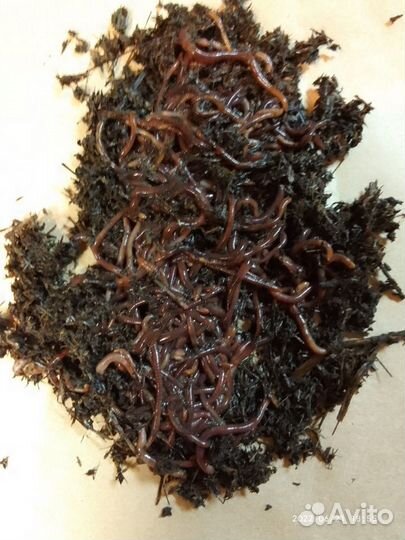 Калифорнийские черви