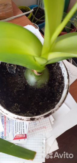 Лук индийский лечебное растение