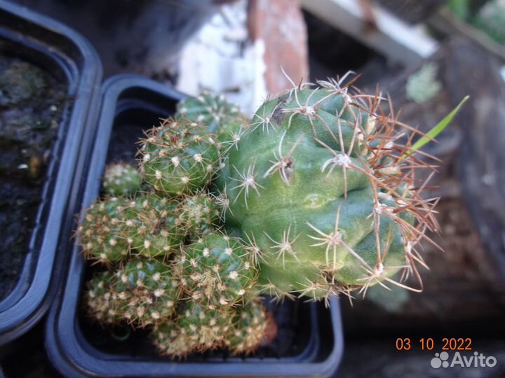 Кактусы разные