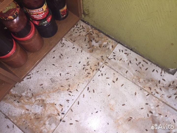 Средство от тараканов, клопов, мух, коморов, ос