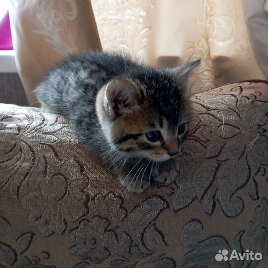 Отдам котенка 2 мес