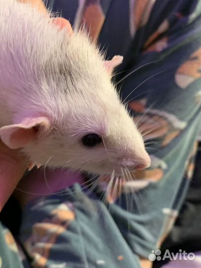 Крыса рекс/дамбо