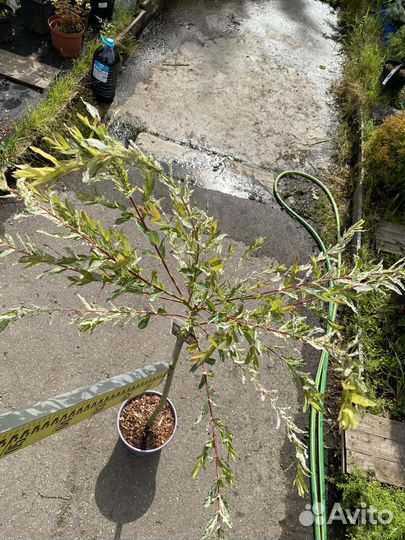 Ива хакуро нишики на штамбе