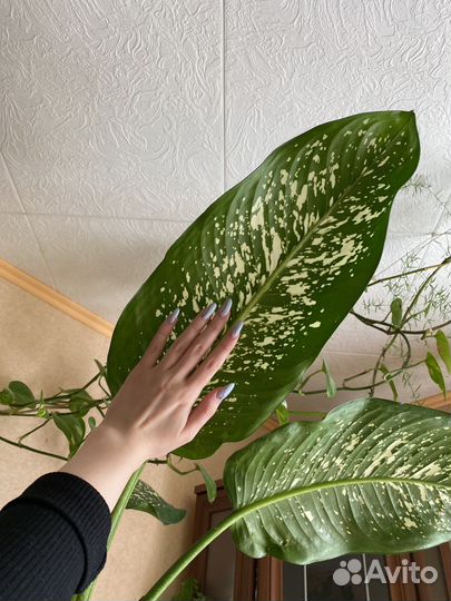 Диффенбахия комнатное растение