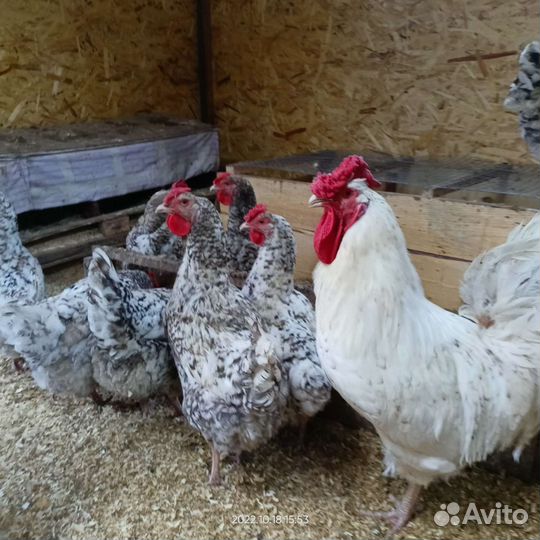 Инкубационное яйцо пушкинской породы