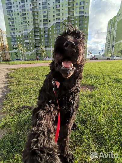 Выгул собак, зооняня для животных